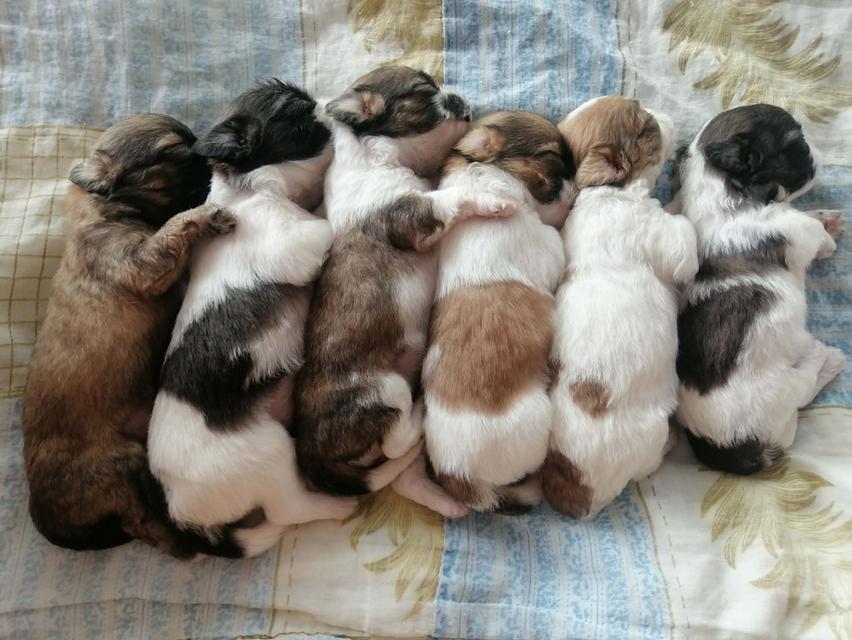 เปิดจอง ชิสุห์ผสม พร้อมย้าย 20/4