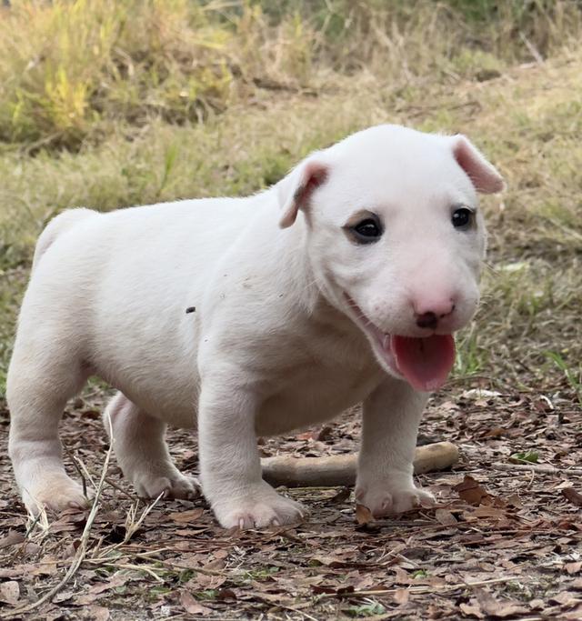 สุนัขบลูเทอเรีย Bullterrier std รูปที่ 6