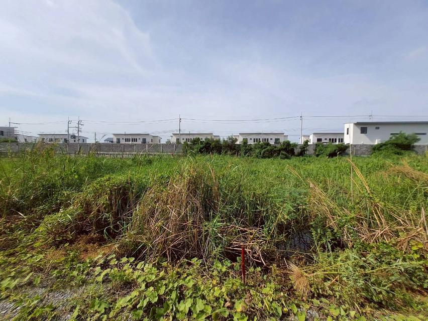 ขายด่วนที่ดินซอยวัดคลองตาคล้าย 128 ตรว ติดถนนสาธารณะ อ.ไทรน้อย จ.นนทบุรี 4