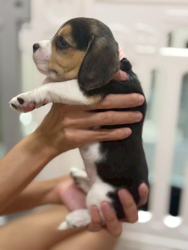 บีเกิ้ล (Beagle) 💯 12