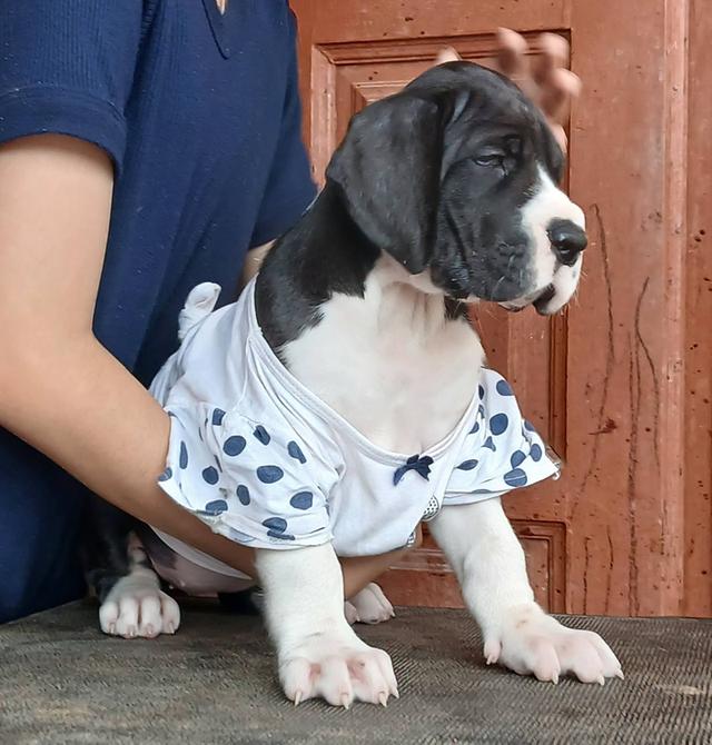 เกรทเดน Great dane ลูกสุนัขคุณภาพ Quality great dane puppys