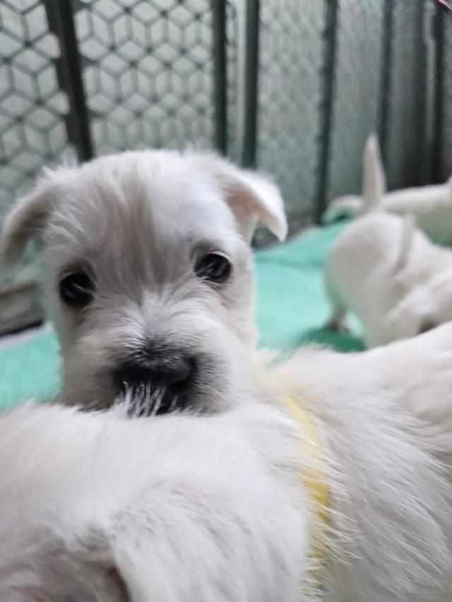 ลูกหมา West Highland White Terrier สินสอดเบาๆ 6