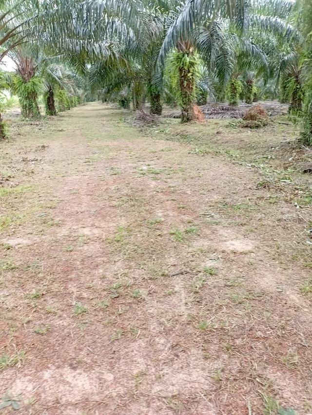 ขายที่ดินพร้อมสวนปาล์ม ทำเลทอง 26 ไร่ 97.1 ตร.ว. อ.เมืองพังงา หลังการยางแห่งประเทศไทย จ.พังงา 6