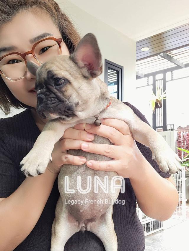 LUNA ลูกสุนัขเฟรนช์บูลด็อก เพศเมีย สีฟอว์น 8