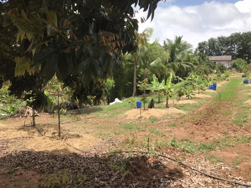 ให้เช่า สวนผลไม้ 12 ไร่ 7 หมื่นต่อปี 4