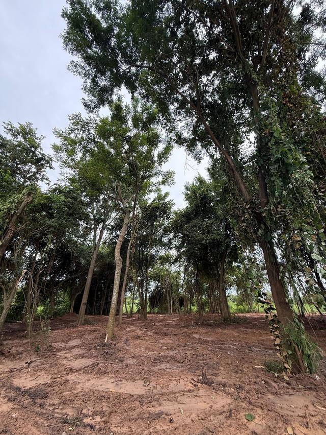 ขายที่ดิน อ.ประจันตคาม จ.ปราจีนบุรี เจ้าของขายเอง ที่ดิน 1 ไร่ 2 งาน 54.9 ตารางวา 2