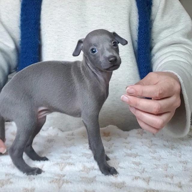 Italian Greyhound สุดน่ารัก 3