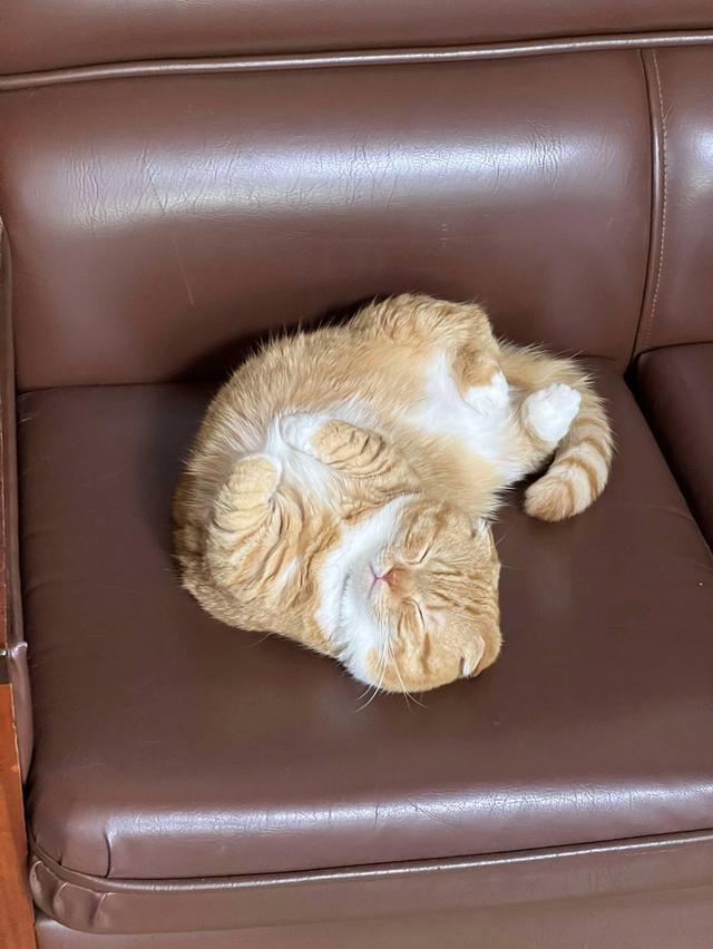 มัสกิชหูพับ 4