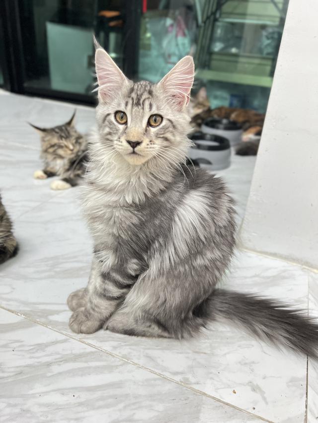 ขนส่งฟรีแบบVip🌟ลูกแมวMainecoon(เมนคูน) 4 เดือน เมนคูนแท้💯% ฟอร์มใหญ่ พ่อ-แม่มีใบรับรองสายพันธุ์ 5