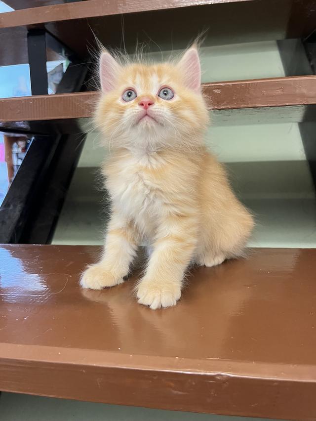 แมวเปอร์เซีย สีส้ม สีครีมเสือ แท้ รูปที่ 5