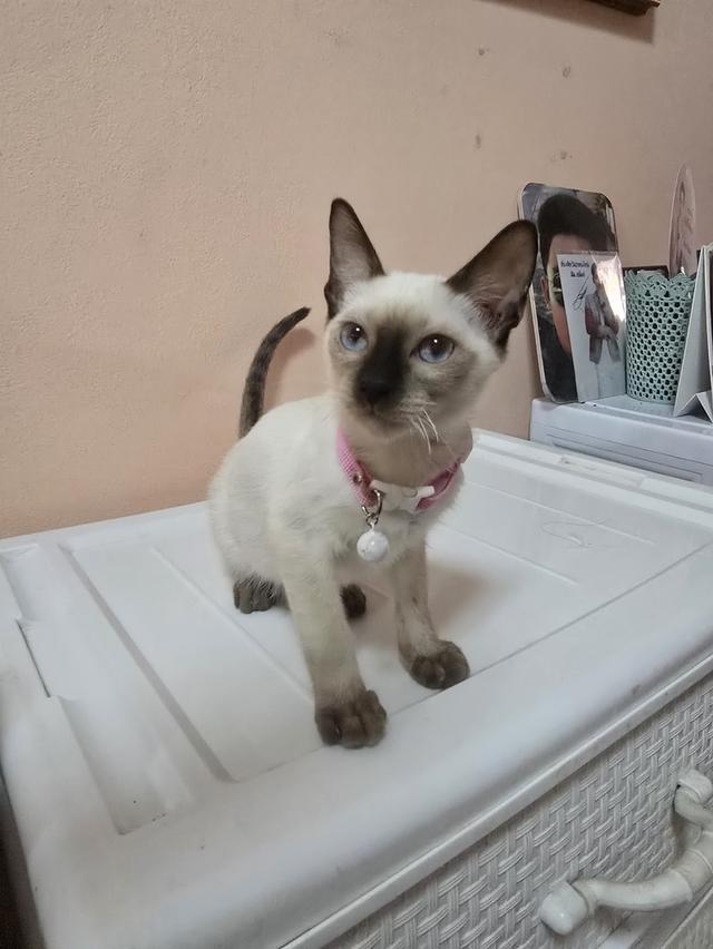 แมววิเชียรมาศพร้อมย้าย 19