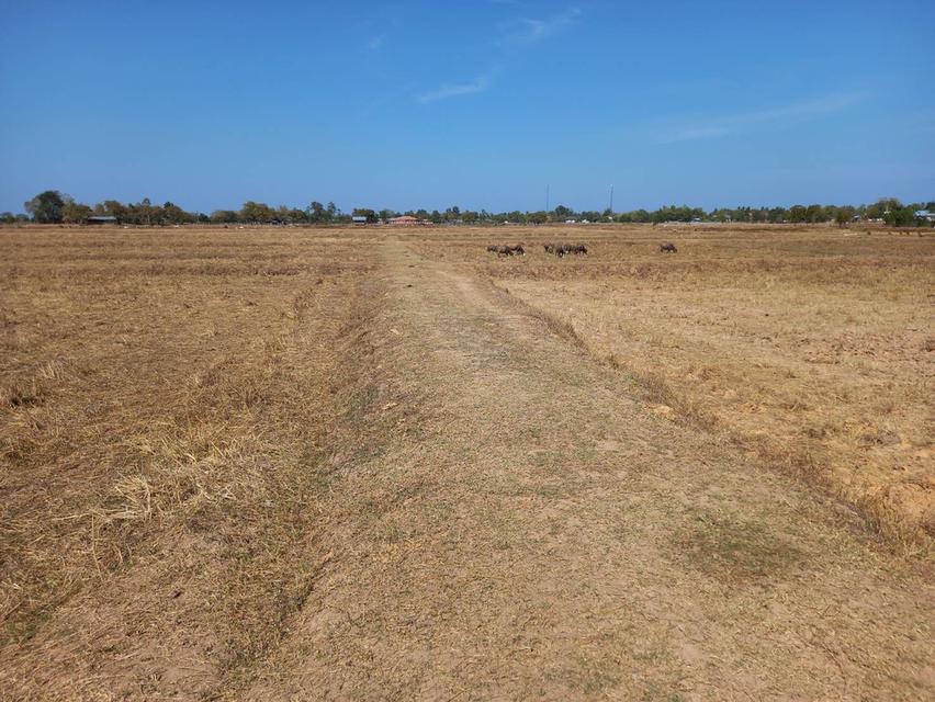 ที่ดินในจังหวัดบุรีรัมย์ 1