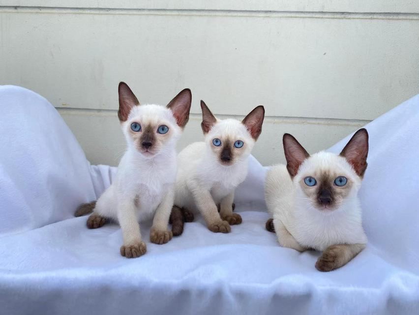 Siamese Kittens Ready WhatsApp me : ( +63 985 762 7466 ) 2