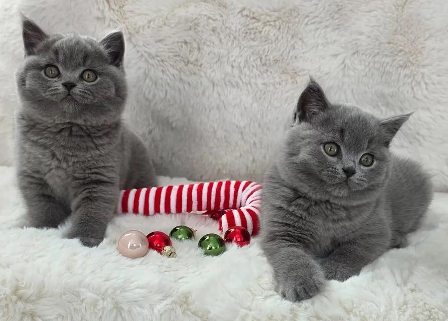 british shorthair kittens