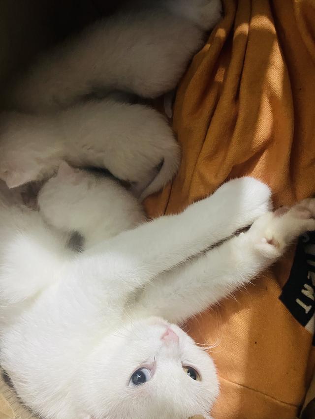 แมวสายพันธุ์ขาวมณี(The White Pearl),แมวสายพันธุ์สก็อตติชโฟลด์(Scottish fold) 7