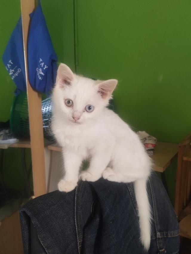 ลูกแมว แมวเด็ก 3-4ดือน 7