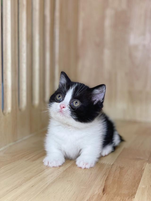 ลูกแมวมันช์กิ้น ขาสั้น และขาปกติ รูปที่ 10