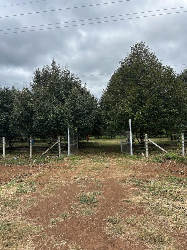 ขายสวนทุเรียน ชำฆ้อ หมู่5 เขาชะเมา 6