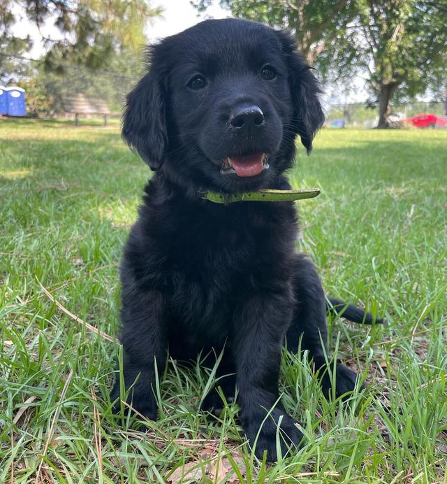 ขายน้องหมา Black Golden Retriever ราคาดีมาก