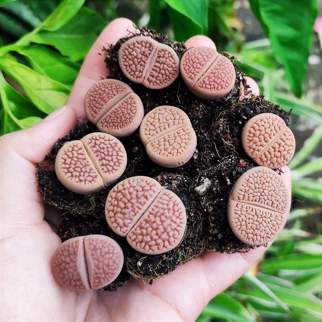 ต้นกุหลาบหิน Lithops 3