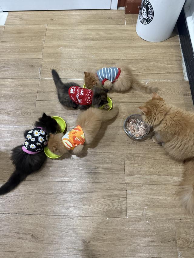 แมว สก๊อตติชผสมเปอร์เซีย 9