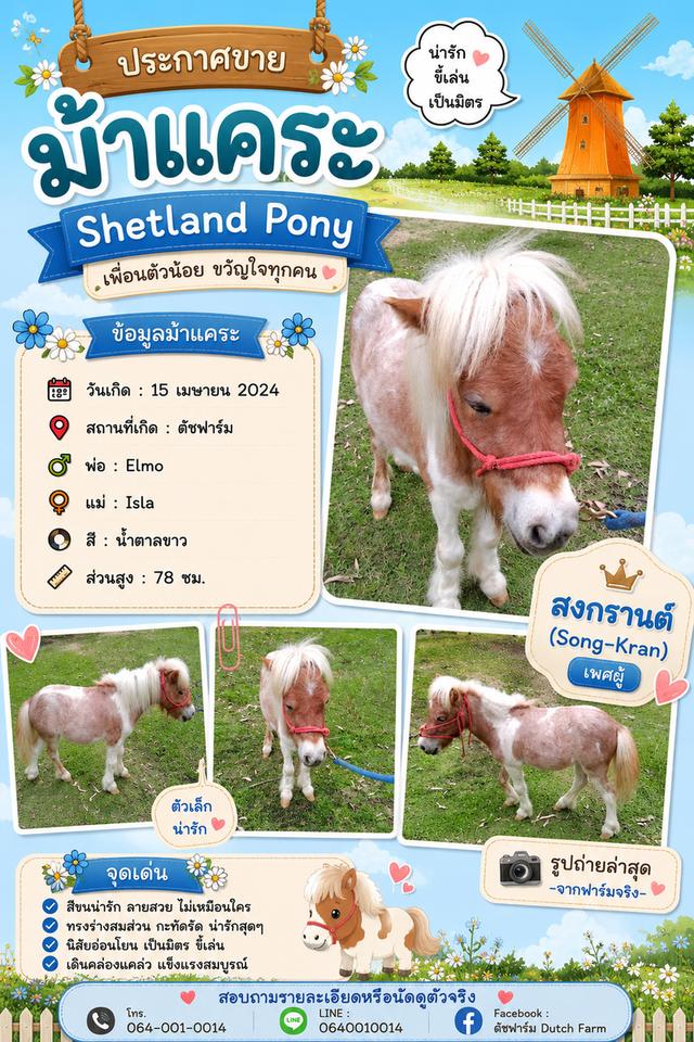ม้าแคระ Shetland Pony (สงกรานต์)