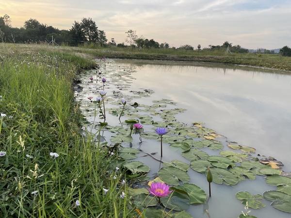 ที่ดินสวย ทำเลดี พร้อมระบบน้ำชลประทานฟรี เขาขลุง บ้านโป่ง ราชบุรี ติดถนนใหญ่ ใกล้กรุงเทพ 10