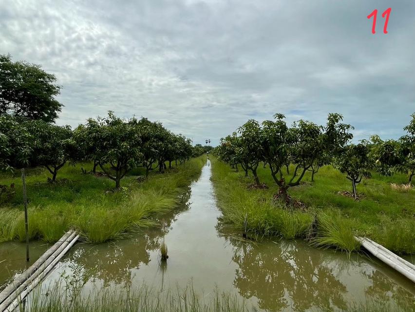 ขายด่วนที่ดินแปลงสวย 10 ไร่ 16