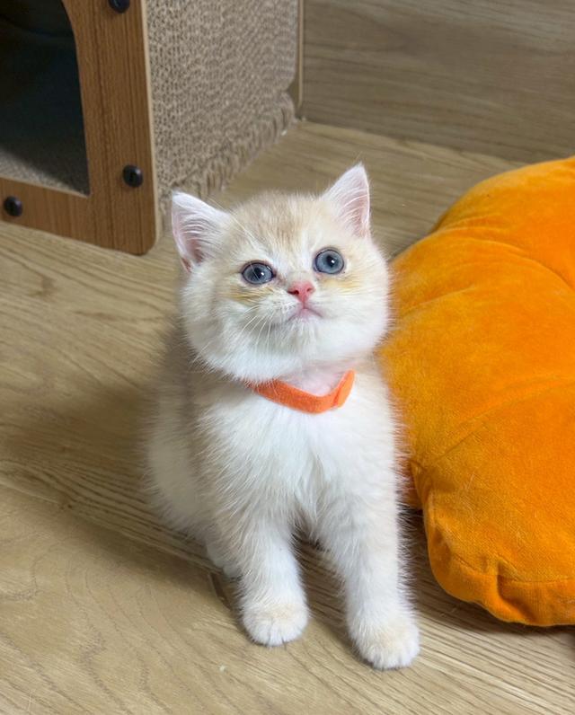 แมวบริติช