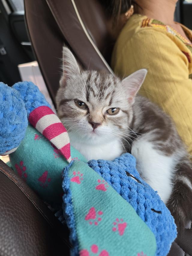 เด็กหญิง พร้อมย้าย พ่อแม่พกใบเพ็ดทั้งคู่ รูปที่ 2