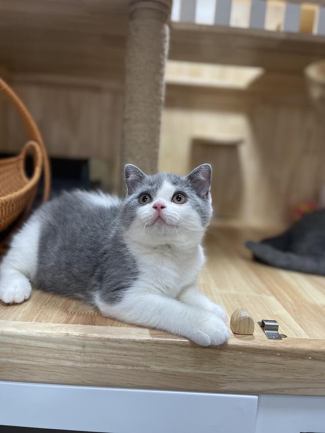 แมวมันช์กิ้นขายาว พร้อมย้าย