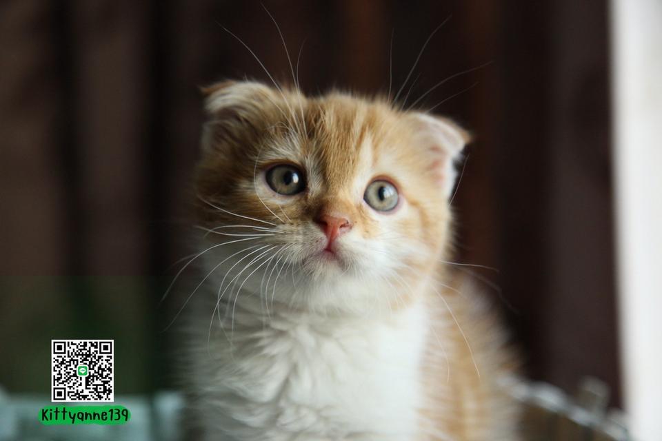 แมวสก็อตติชโฟลด์แท้แบ่งเลี้ยง รูปที่ 9