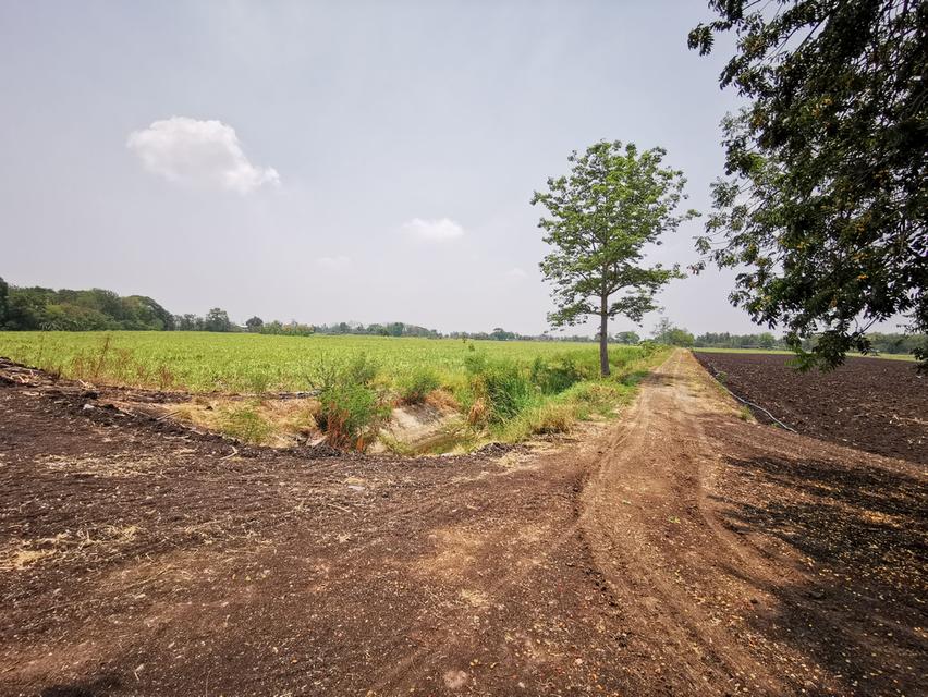 ที่ดินเปล่า 280 ไร่ เพื่อการเกษตร แปลงใหญ่ อ.โคกสำโรง จ.ลพบุรี  7