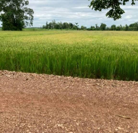 ขายที่ดินสวยราคาถูก ในตำบลไตรตรึงษ์ อำเภอเมืองกำแพงเพชร ติดถนนสองด้าน ติดทางสาธารณะ 8