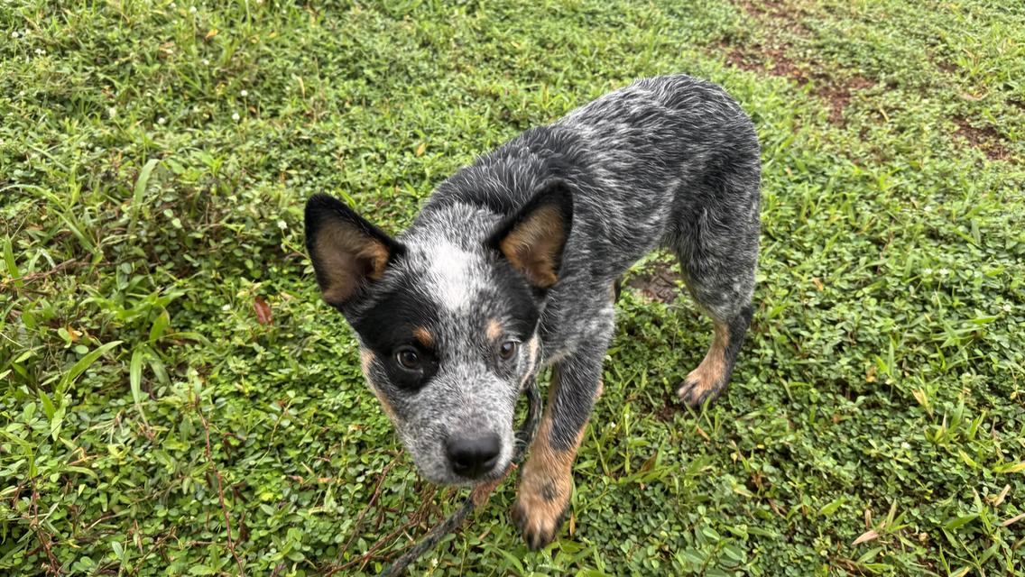 Australian Cattle dog 7