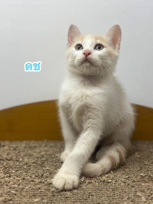 ❌❌ขายแล้ว❌❌สก๊อตติชแท้ วัคซีนแล้ว