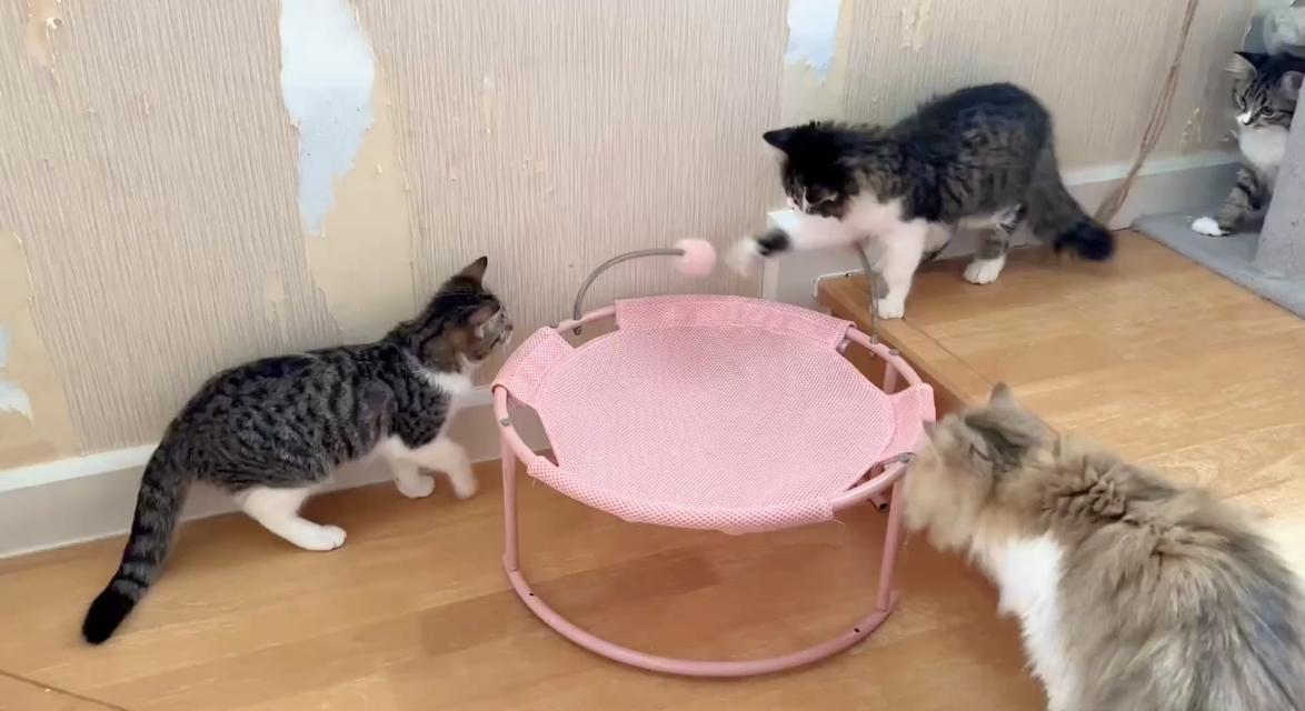 ลูกแมวหน้าแบ๊วตากลม (ผู้หญิง) 🐈🐈‍⬛💕 3