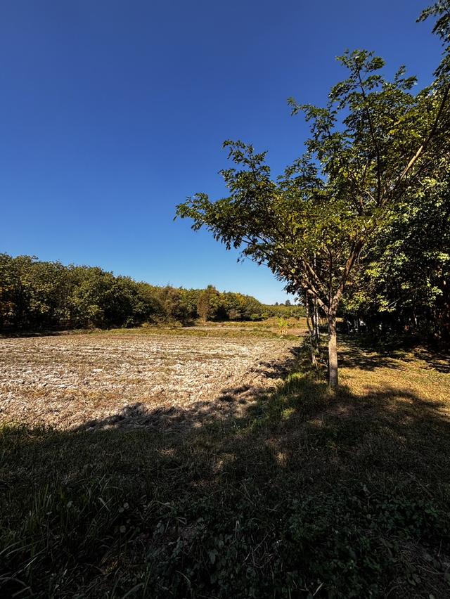 ที่ดินสวนเกษตร โฉนดครุฑแดงขนาด 11 ไร่  2 งาน 56 ตารางวา พร้อมโอน เจ้าของขายเอง 2