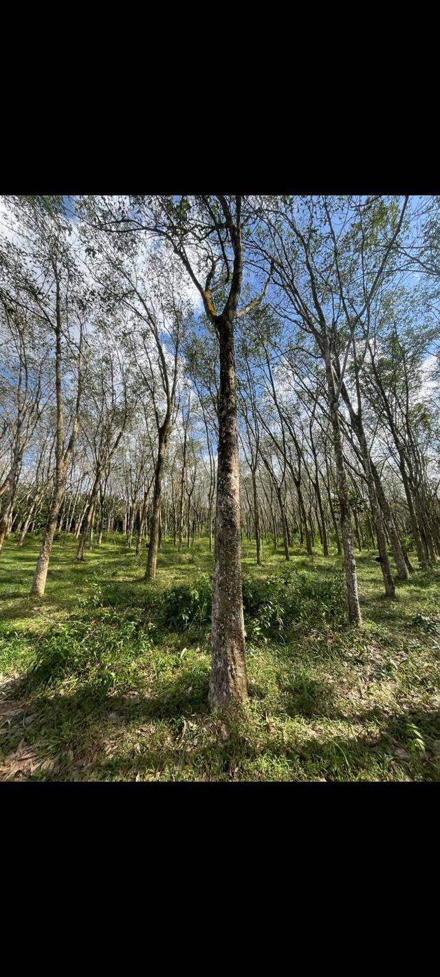 ที่ดินสวนยางพารา หมู่บ้านป่าบอนต่ำ อ.ป่าบอน จ..พัทลุง 2