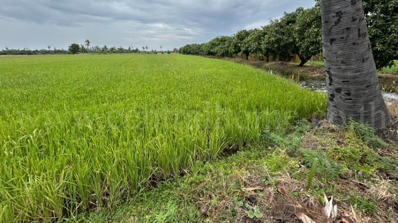 ที่ดิน 9-3-99.5 ไร่ ดอนโพธิ์ - สุพรรณบุรี มีผู้เช่า ทำเลดี 12