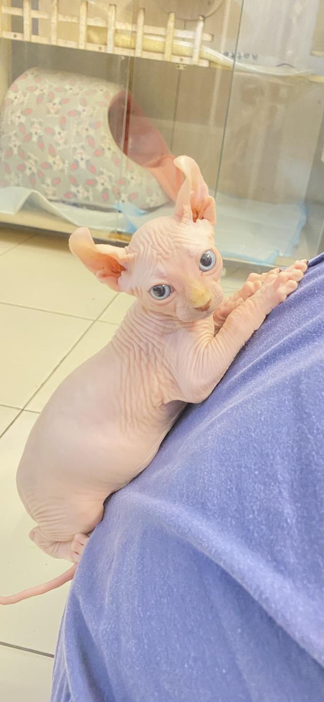 ลูกเเมวสฟิงซ์ตัวผู้ ขายาวหูพลิก