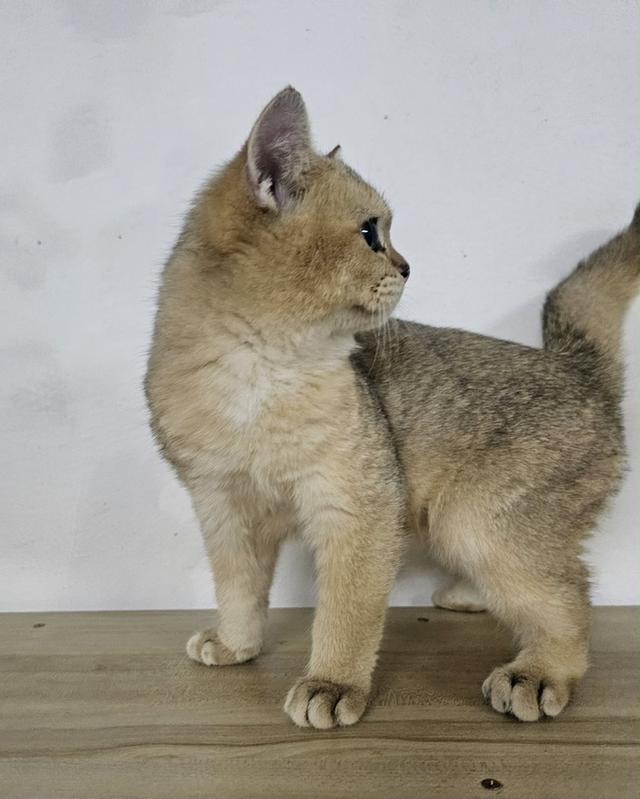 แมวบริติชเด็กชาย 4เดือนกว่าพกใบเพดลดประชากร รูปย่อยที่ 3
