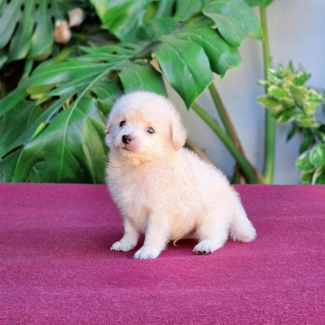 Poodleพุดเดิ้ลแท้สีขาวครีมน้องฟ้าสุดหล่อ