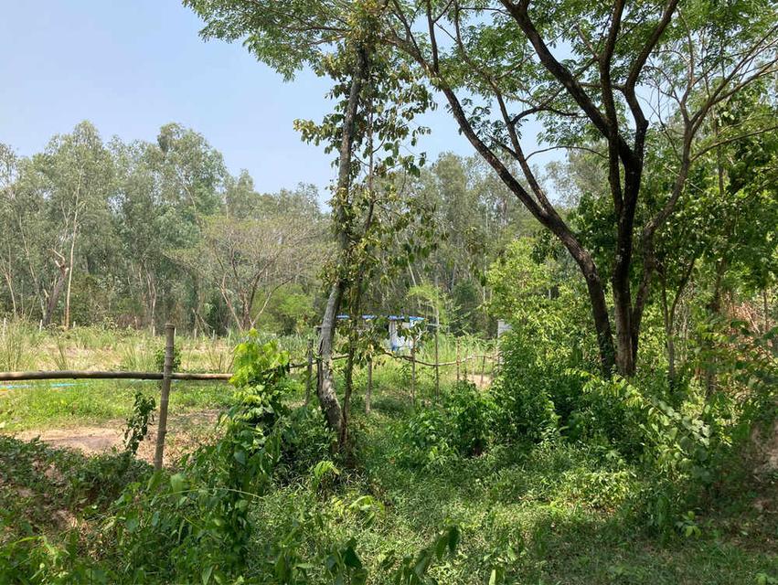 ที่ดินสวยทำเลท่องเที่ยว ให้เช่า/ขาย - พระพุทธฉาย เมืองสระบุรี 5