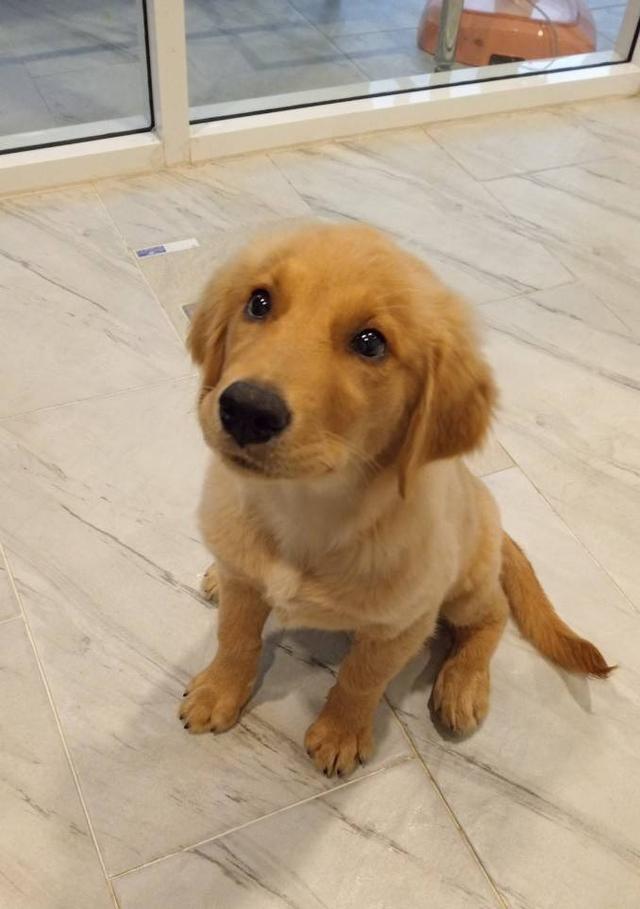 โกเด้นแท้ พ่อพันธุ์คอกเดียวกับจุ๊บเหม่ง รูปที่ 4