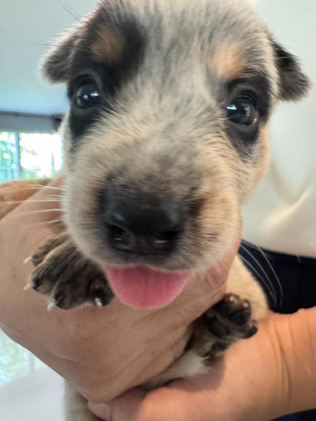 ลูกสุนัข Australian Cattle Dog 6