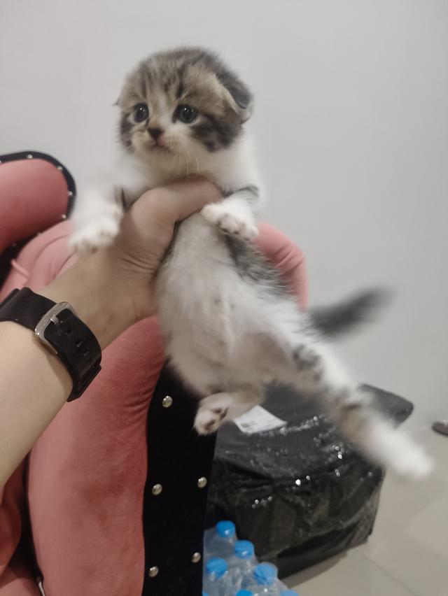 สก็อตติช หูพับ ชาย ❤️🏡 พร้อมย้ายบ้าน น้องอยู่ปทุมธานี นวนคร🏡❤️😻🏡 รูปที่ 3