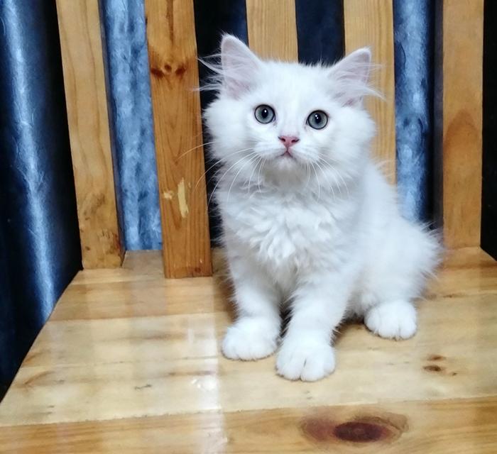 แมวเปอร์เซียผู้ชายลพบุรี