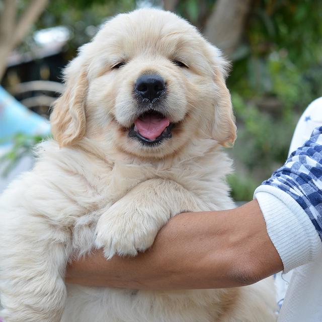 ขายลูกโกลเด้นแท้ ลูกโกลเด้นรีทรีฟเวอร์ พร้อมส่งลูกค้า กรุงเทพฯ นนทบุรี ปทุมธานี สมุทรปราการ ชลบุรี ระยอง โคราช สระบุรี ฉะเชิงเทรา นครนายก ฯลฯ รูปที่ 3