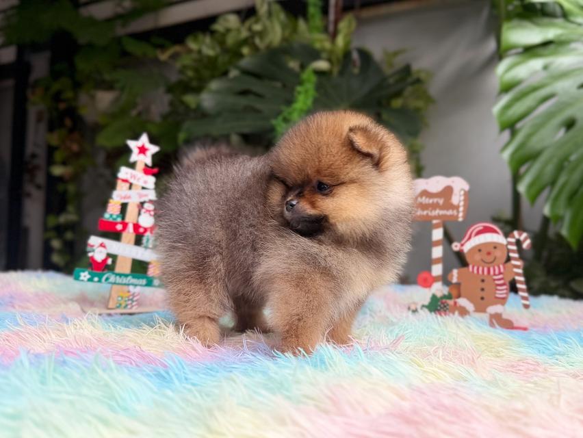 ปอมเมอเรเนียนแท้ เพศเมีย สีส้ม พิกัดรามอินทรา 8